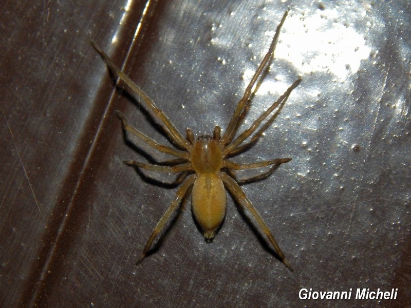 Philodromus sp....no ,Cheiracanthium mildei - Arluno (MI)